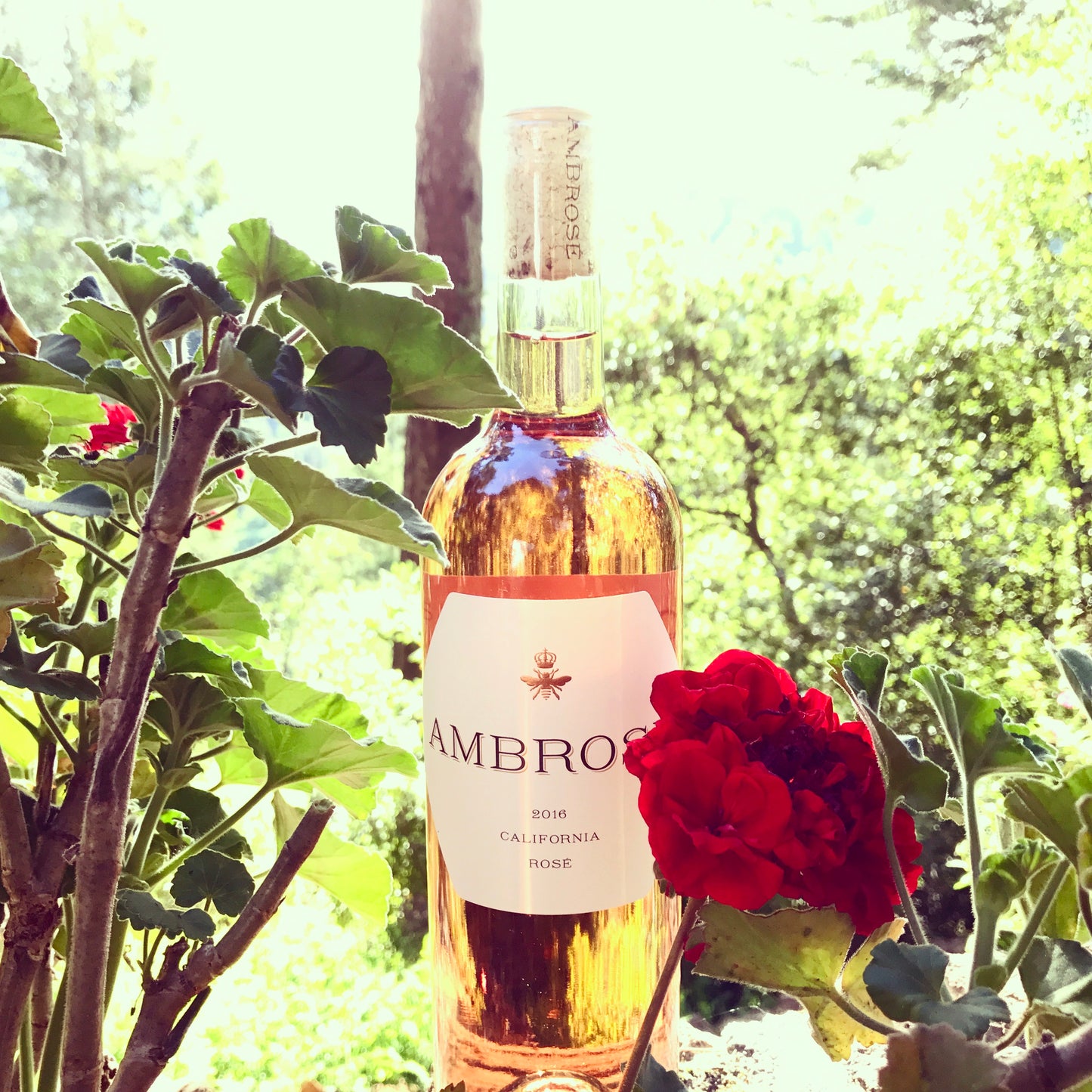 Ambrosé