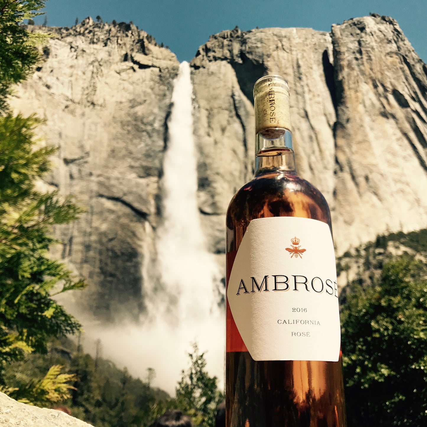 Ambrosé